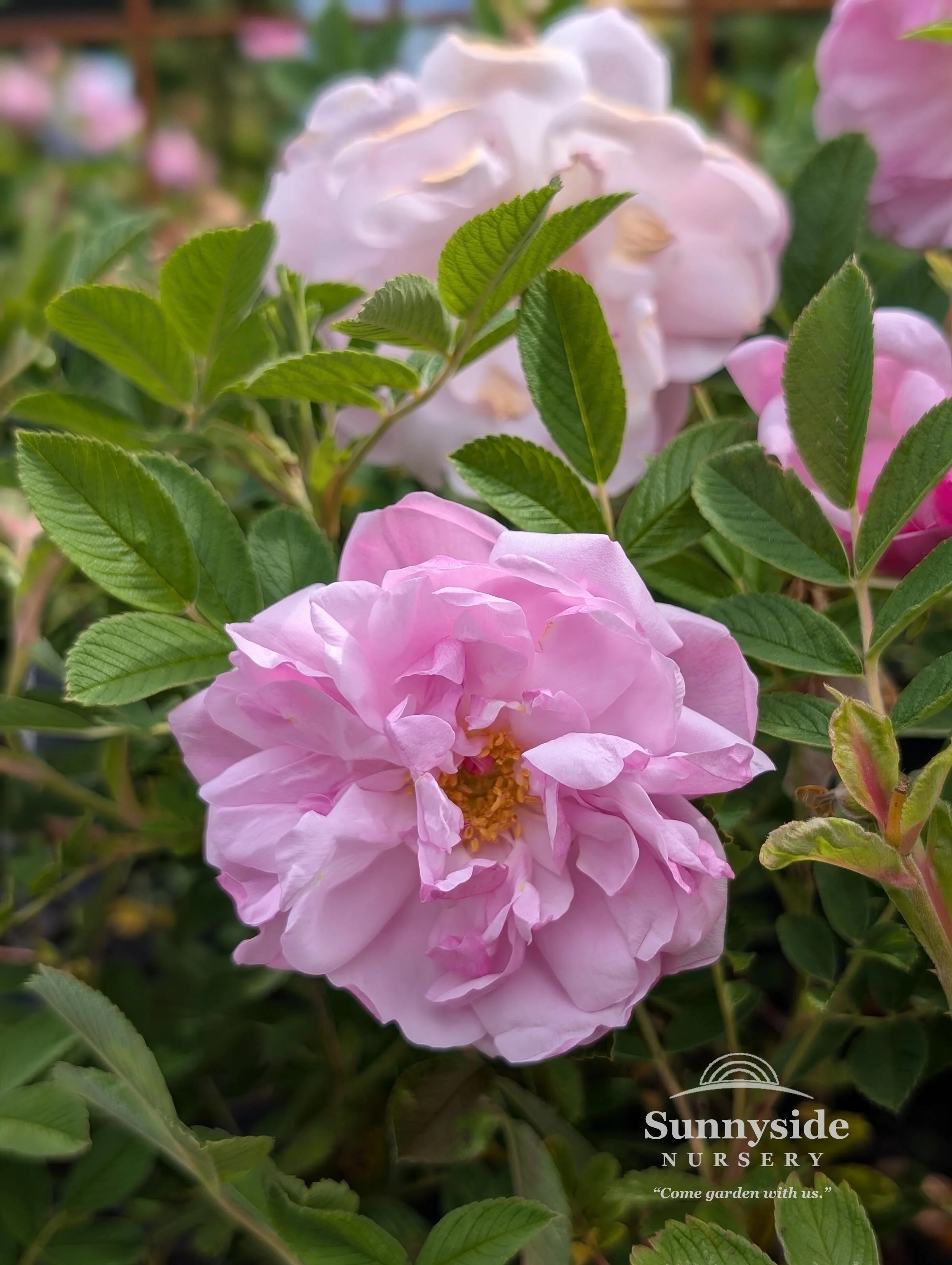 Rugosa Roses — Sunnyside Nursery